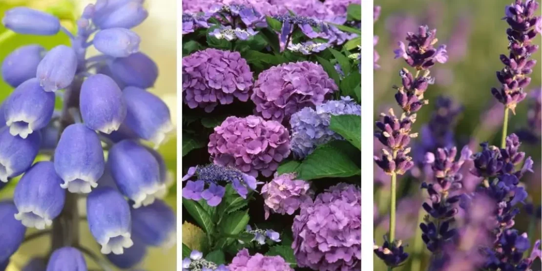 como plantar sementes de jacinto lilás