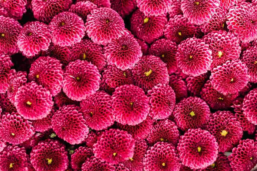 flor monsenhor