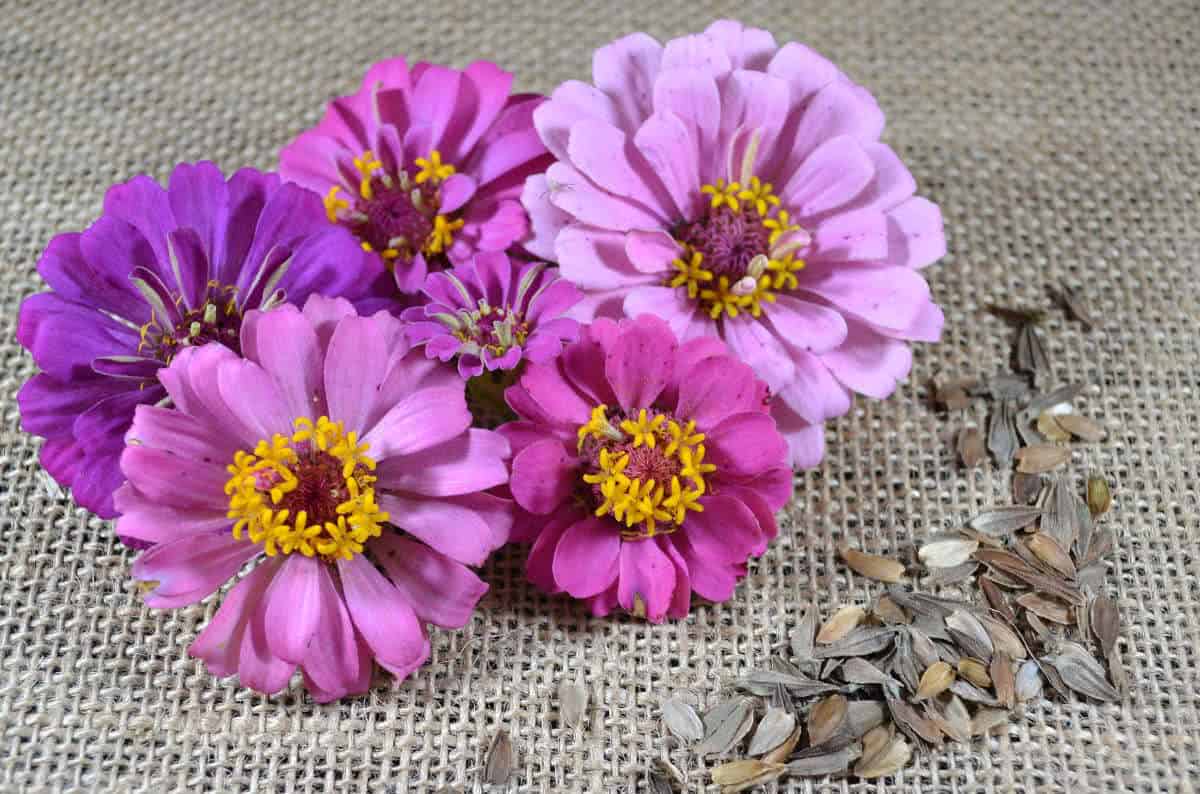 preço médio de um buquê de flor monsenhor