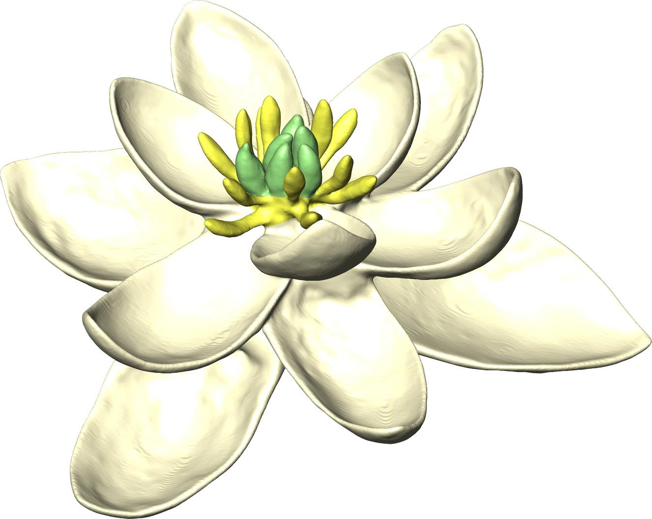 flor monsenhor