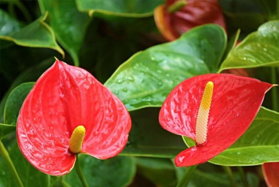 significado espiritual da flor monsenhor