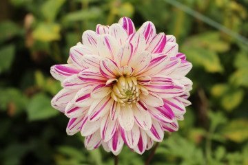 preço médio de um buquê de flor monsenhor