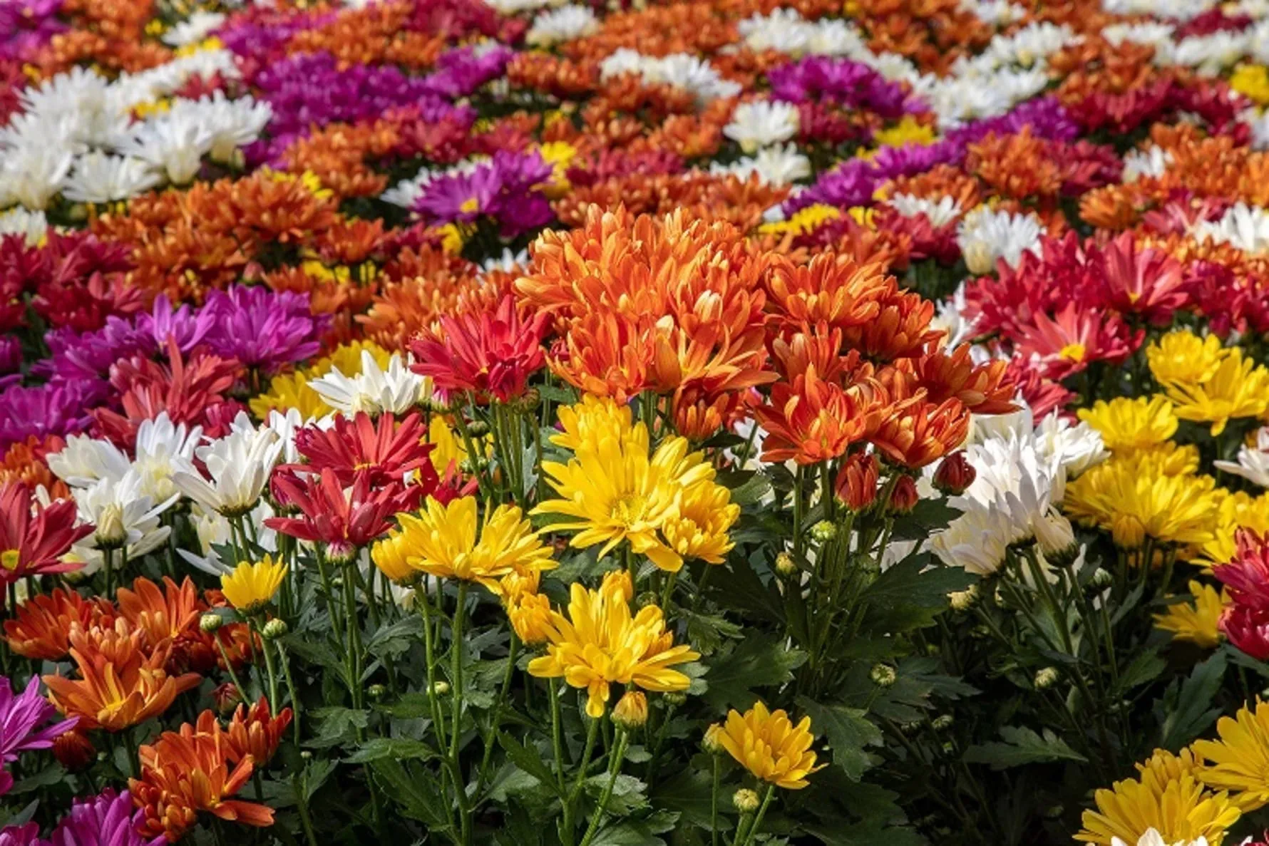significado espiritual da flor monsenhor
