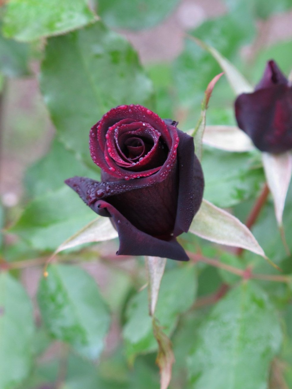 flores pretas naturais