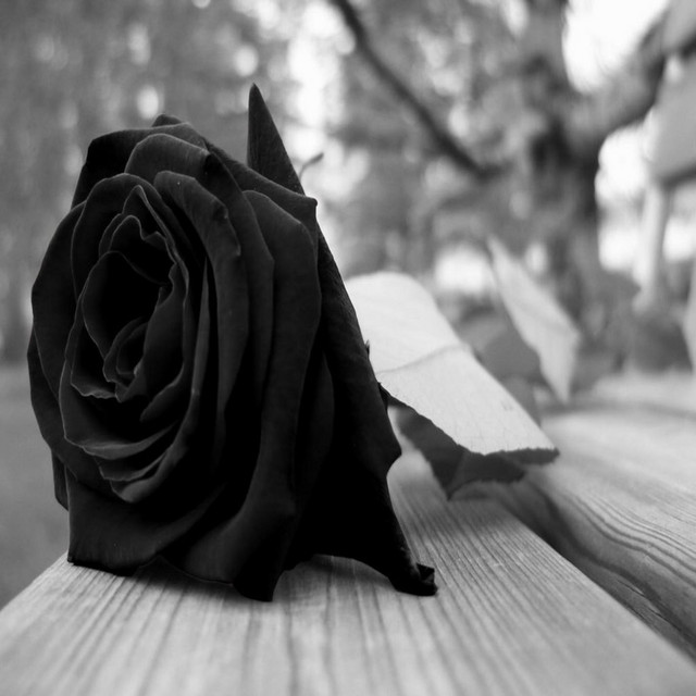 significado flor negra