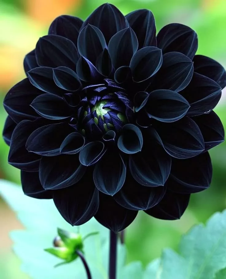 flores pretas naturais