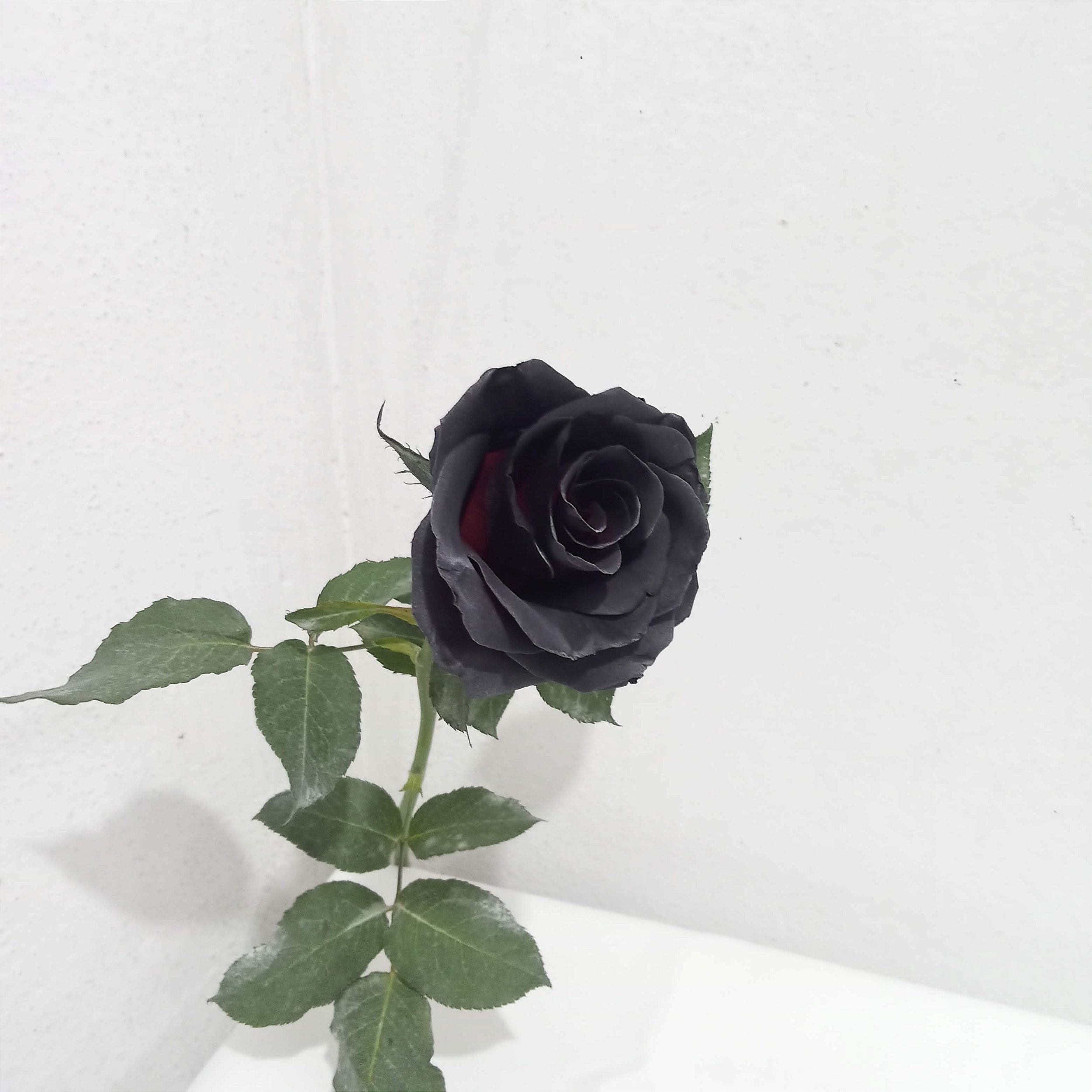 significado flor negra