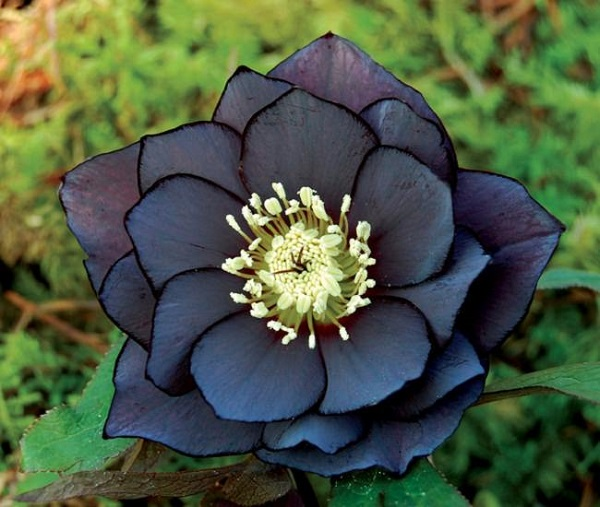 flores para buquê preto