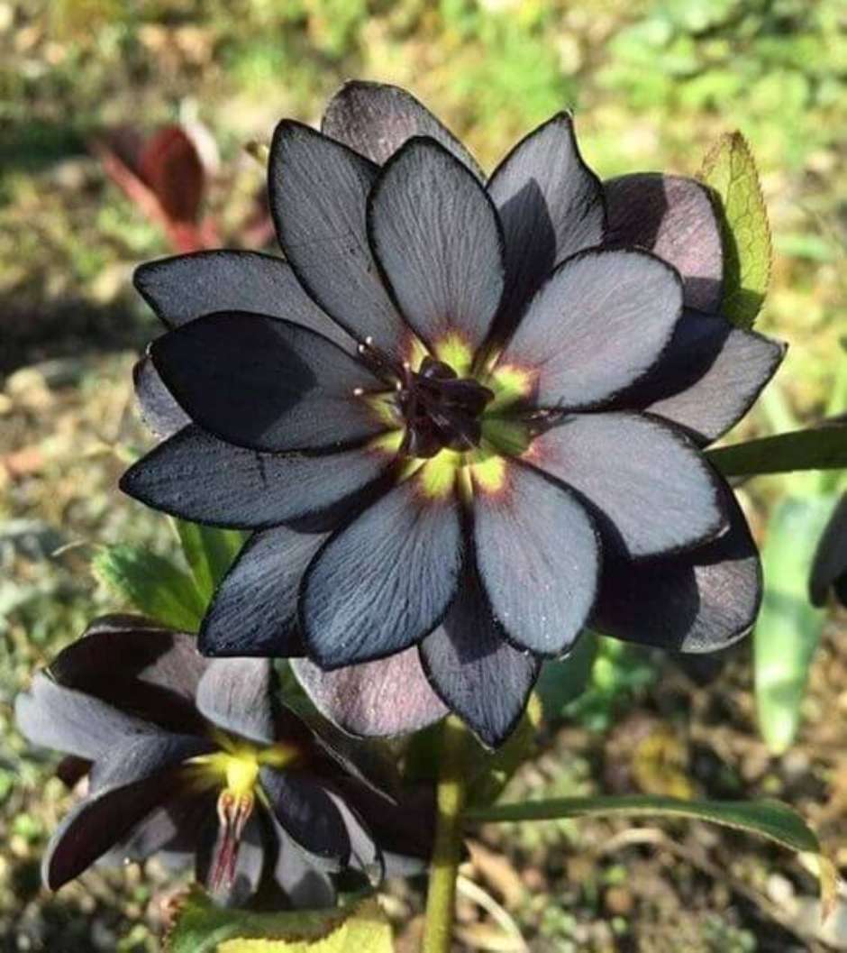 cultivo flor preta