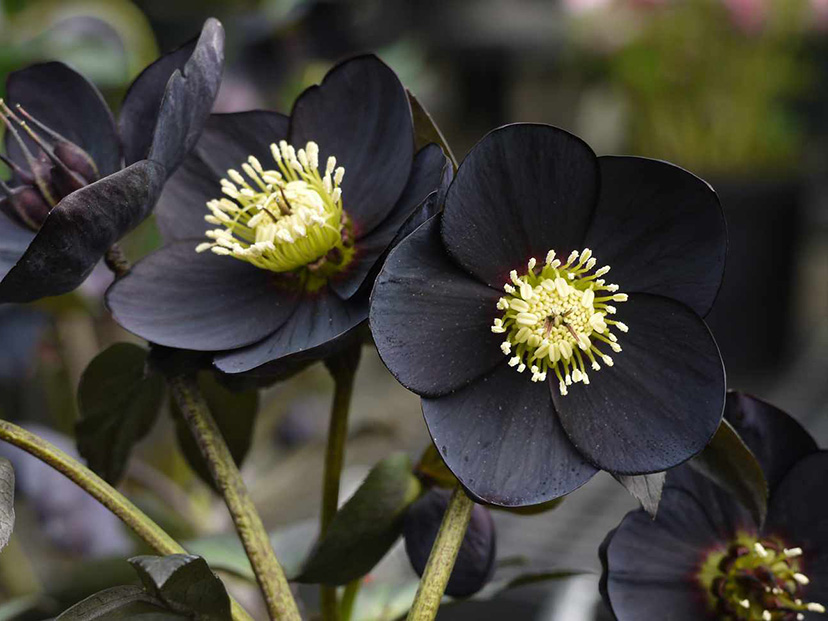 flores pretas naturais
