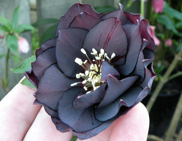 cultivo flor preta