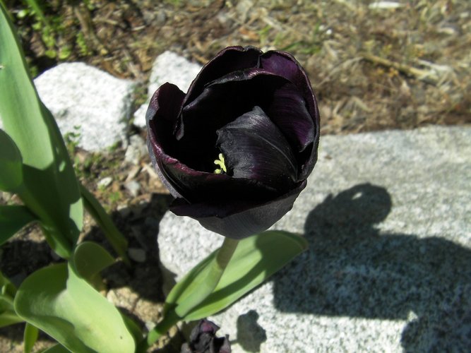 simbolismo rosa negra