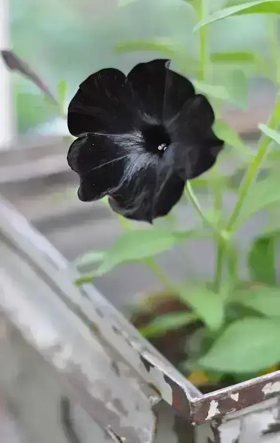 flores para buquê preto