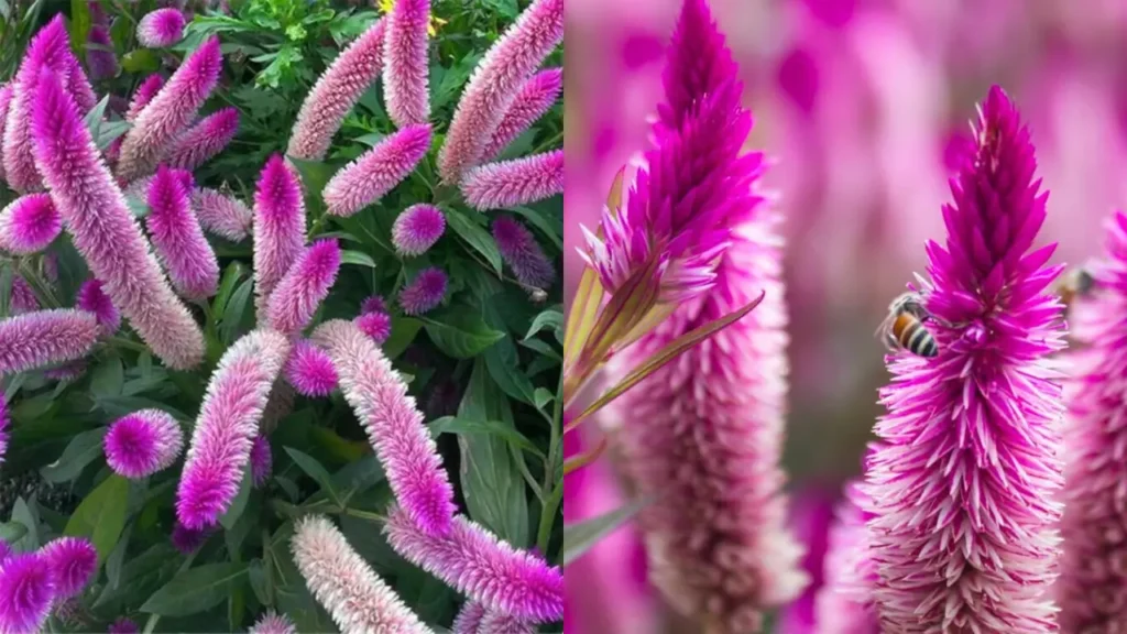 tipos de flor rabo de gato para jardim