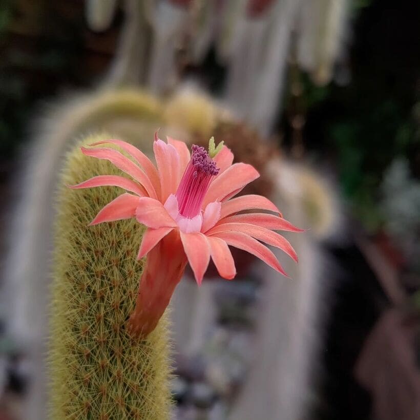 preço muda flor rabo de gato