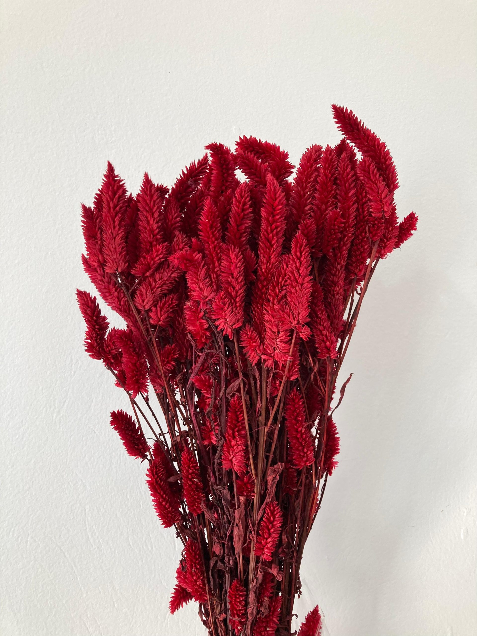 como fazer muda de cacto rabo de gato