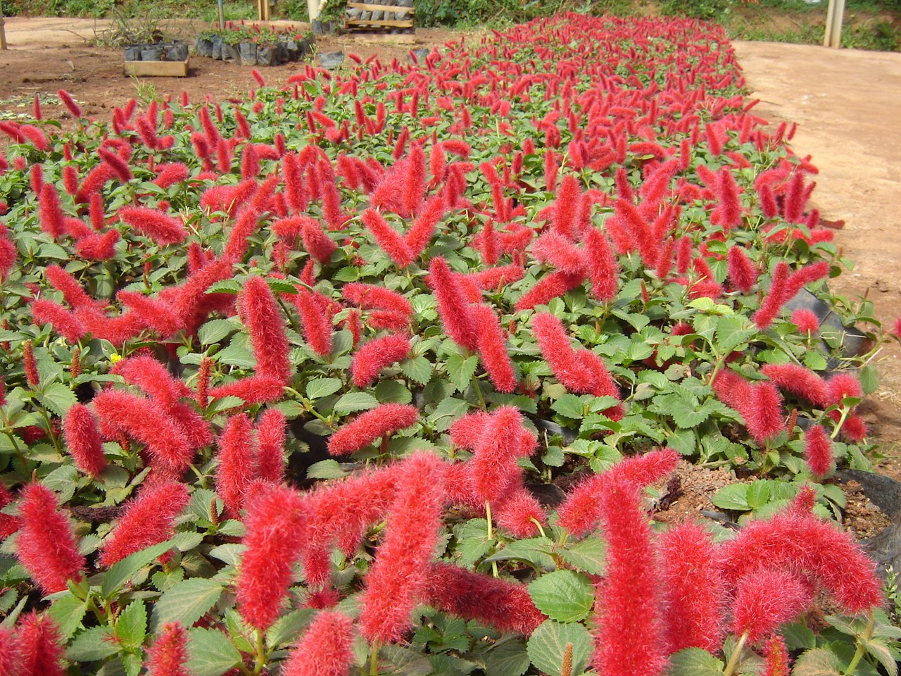 tipos de flor rabo de gato para jardim