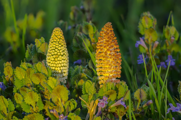 erros comuns ao cuidar de rabo de gato