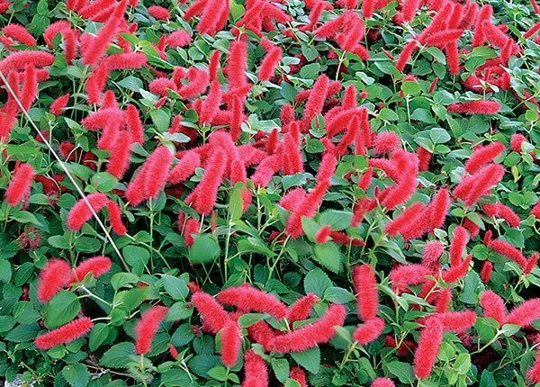 acalypha reptans vs cleistocactus winteri