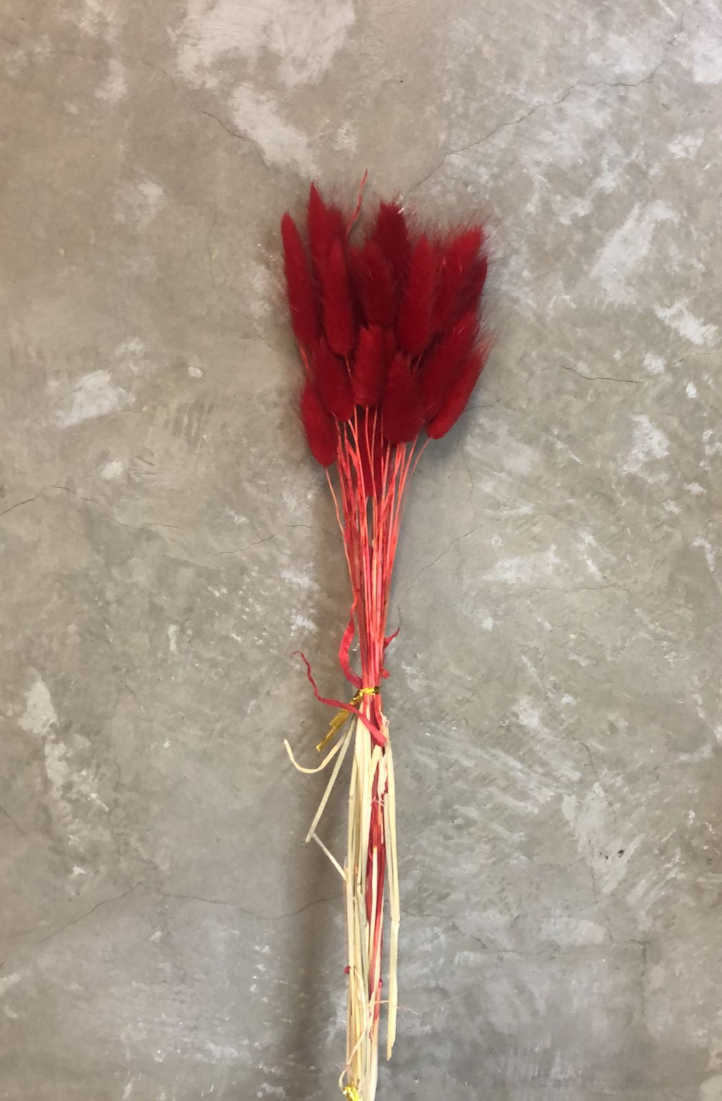 como fazer muda de cacto rabo de gato