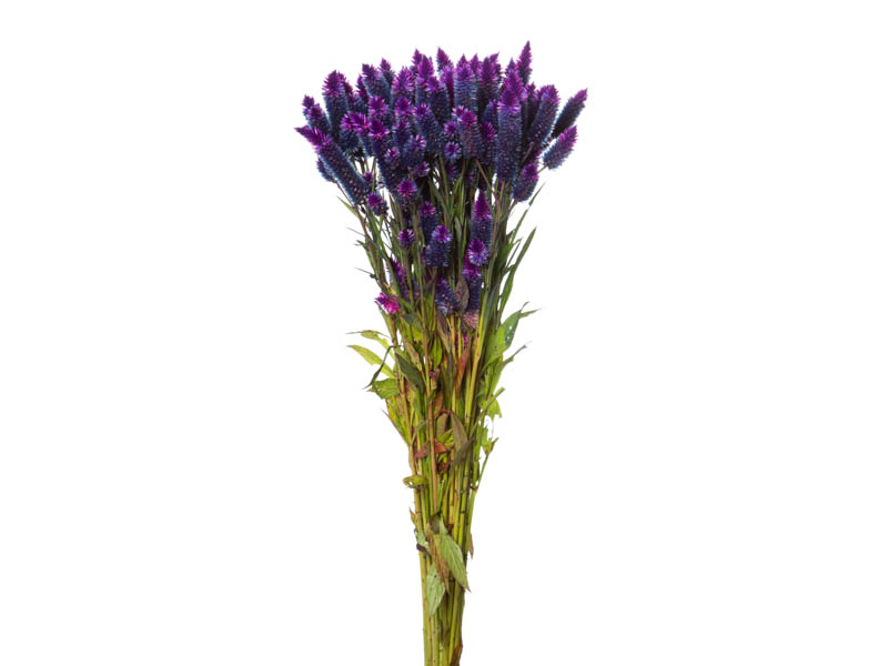 tipos de flor rabo de gato para jardim