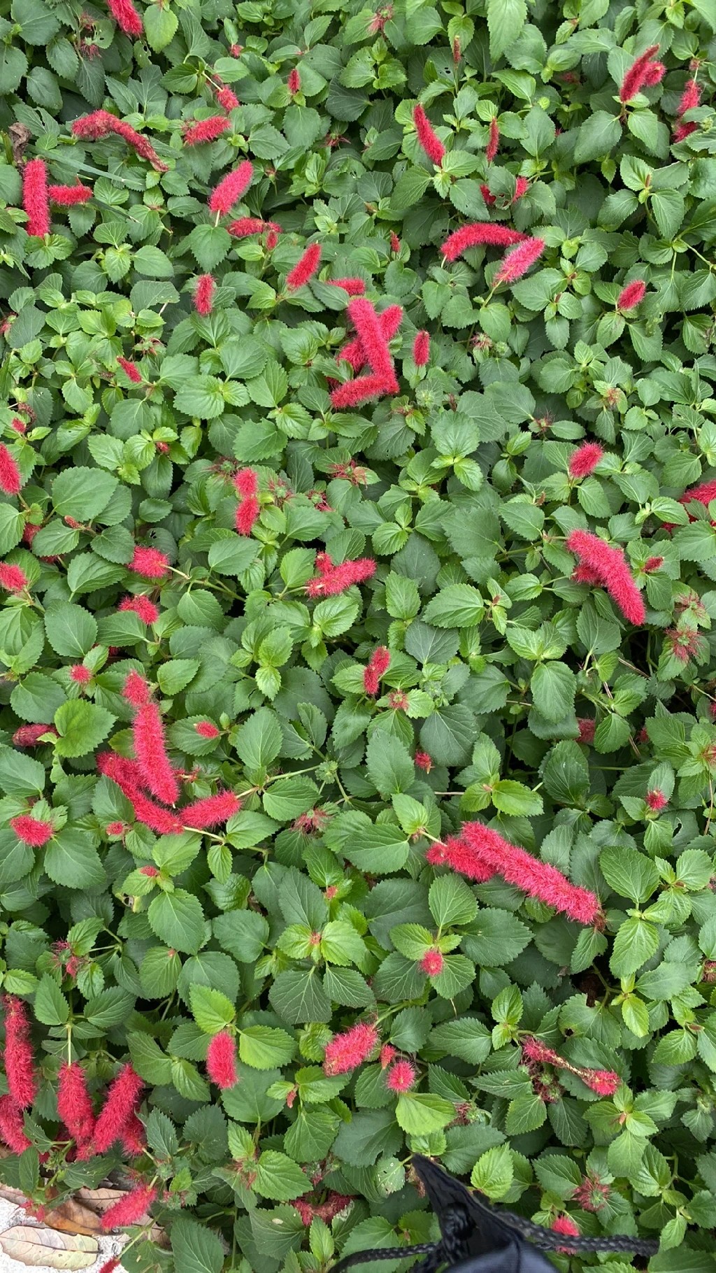 acalypha reptans vs cleistocactus winteri