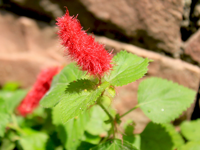 preço muda flor rabo de gato