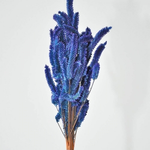 tipos de flor rabo de gato para jardim