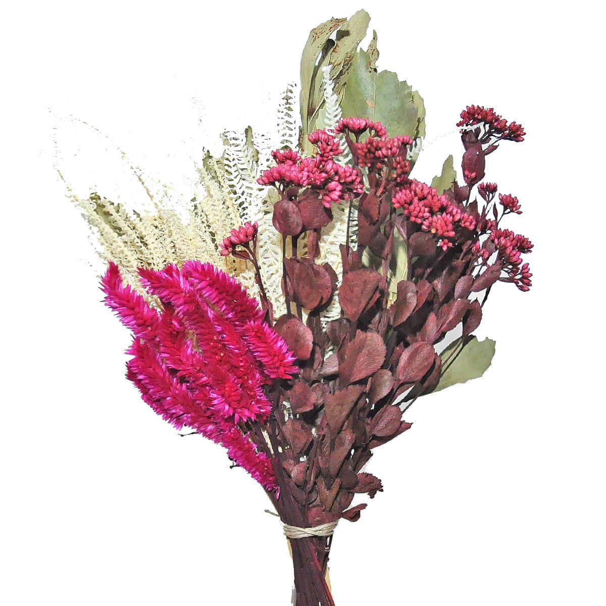 acalypha reptans vs cleistocactus winteri