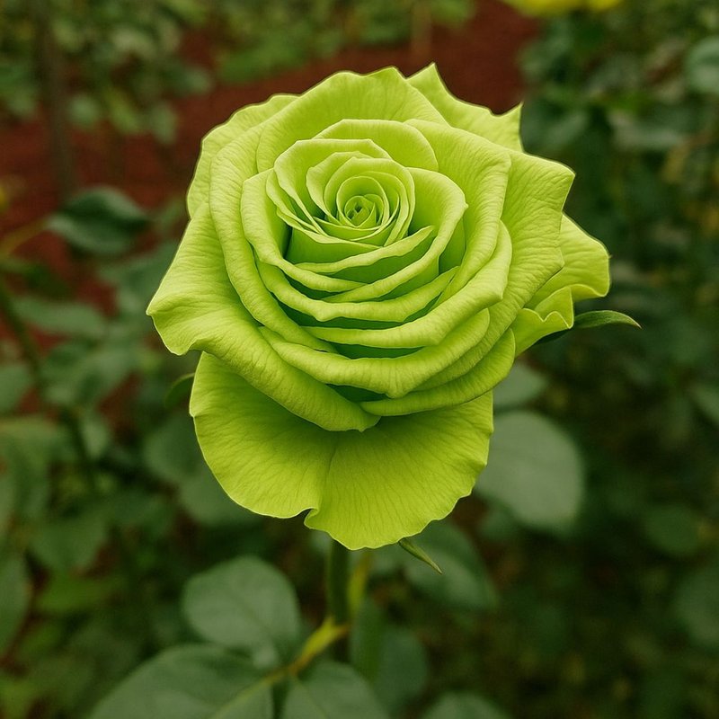 simbolismo flor verde