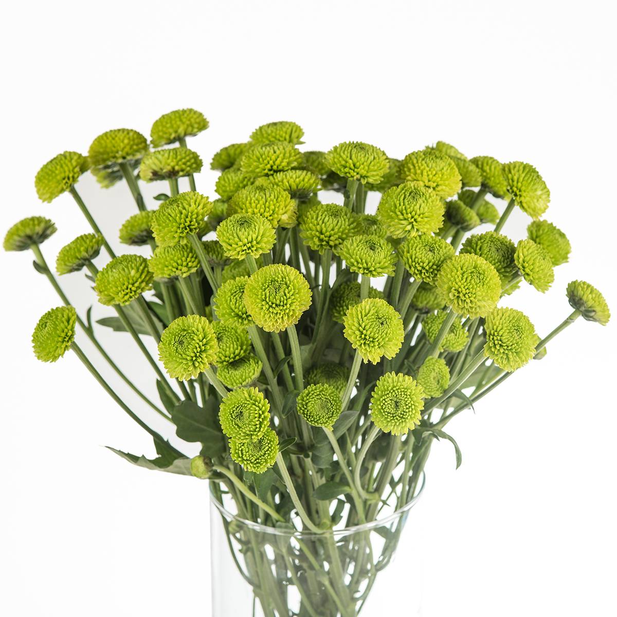 onde comprar flores verdes