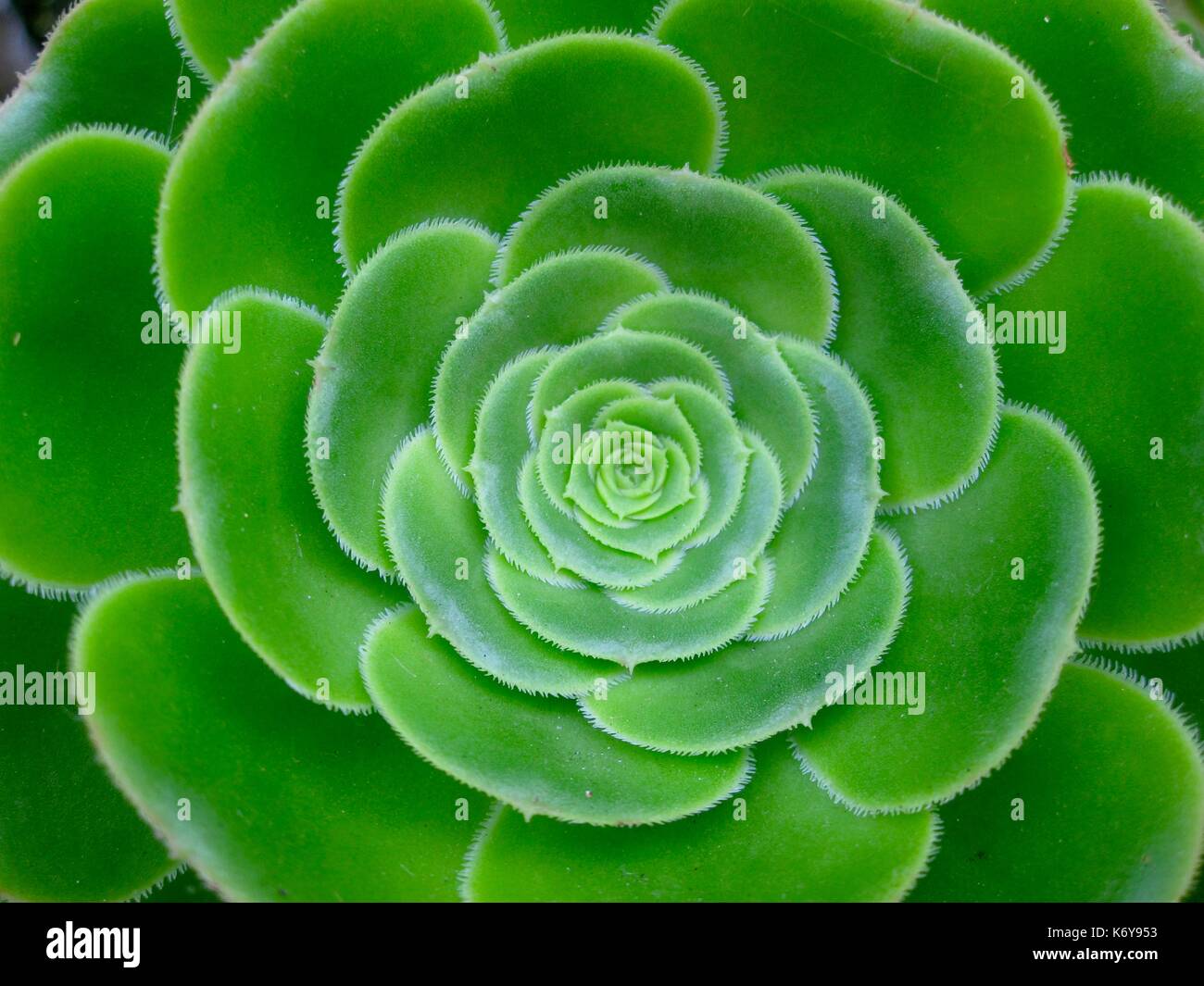 simbolismo flor verde