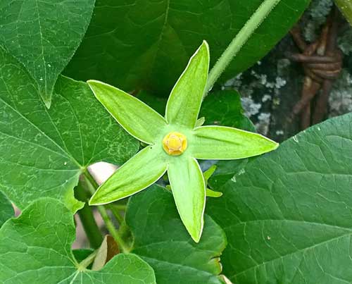 plantas com flores verdes