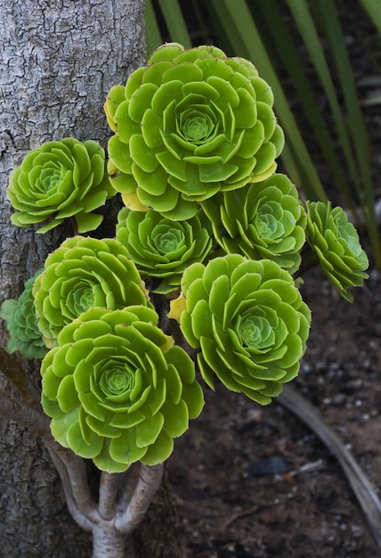 flores verdes para casamento