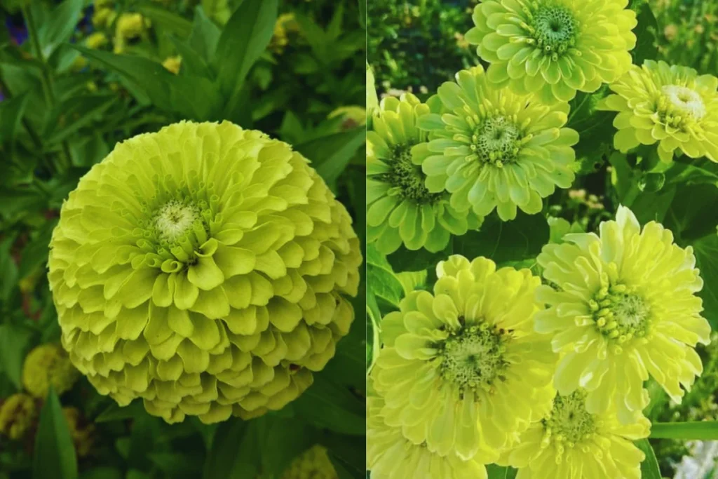 cuidados com crisântemo verde