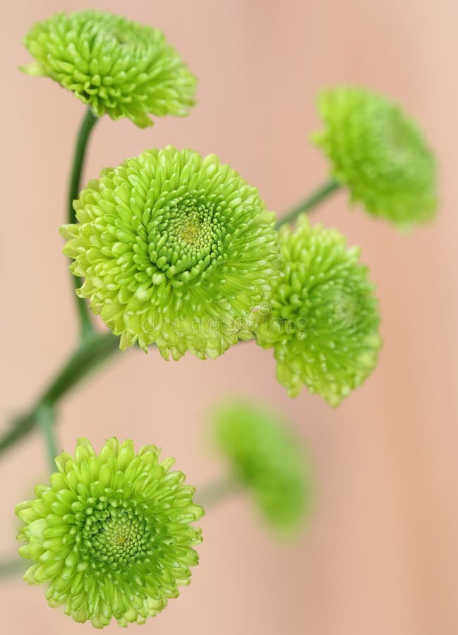 arranjo flor verde