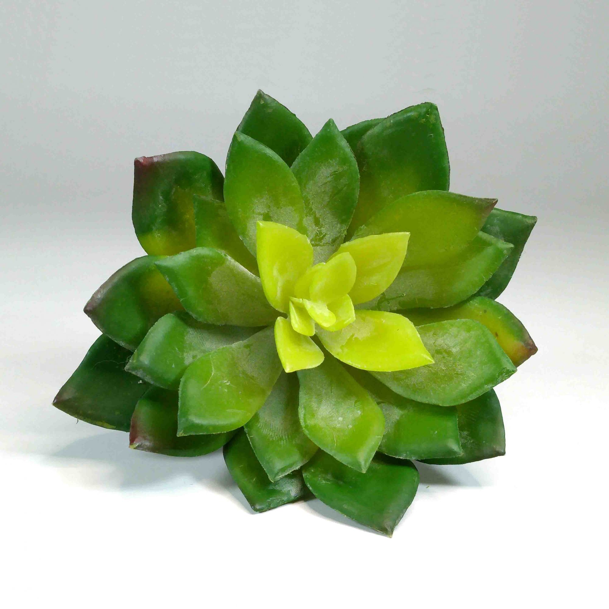 plantas com flores verdes