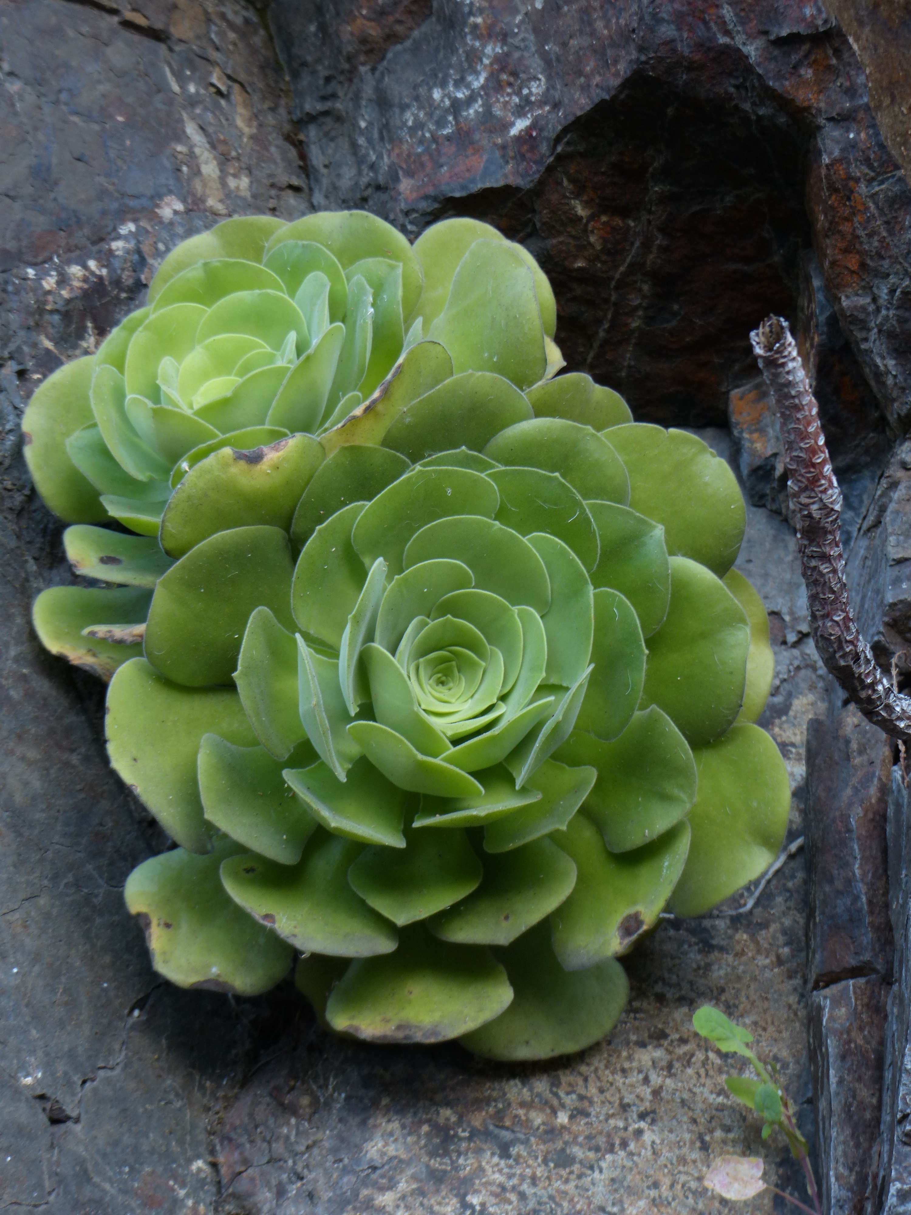 flor verde exótica