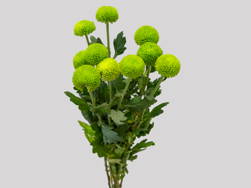 cuidados com crisântemo verde