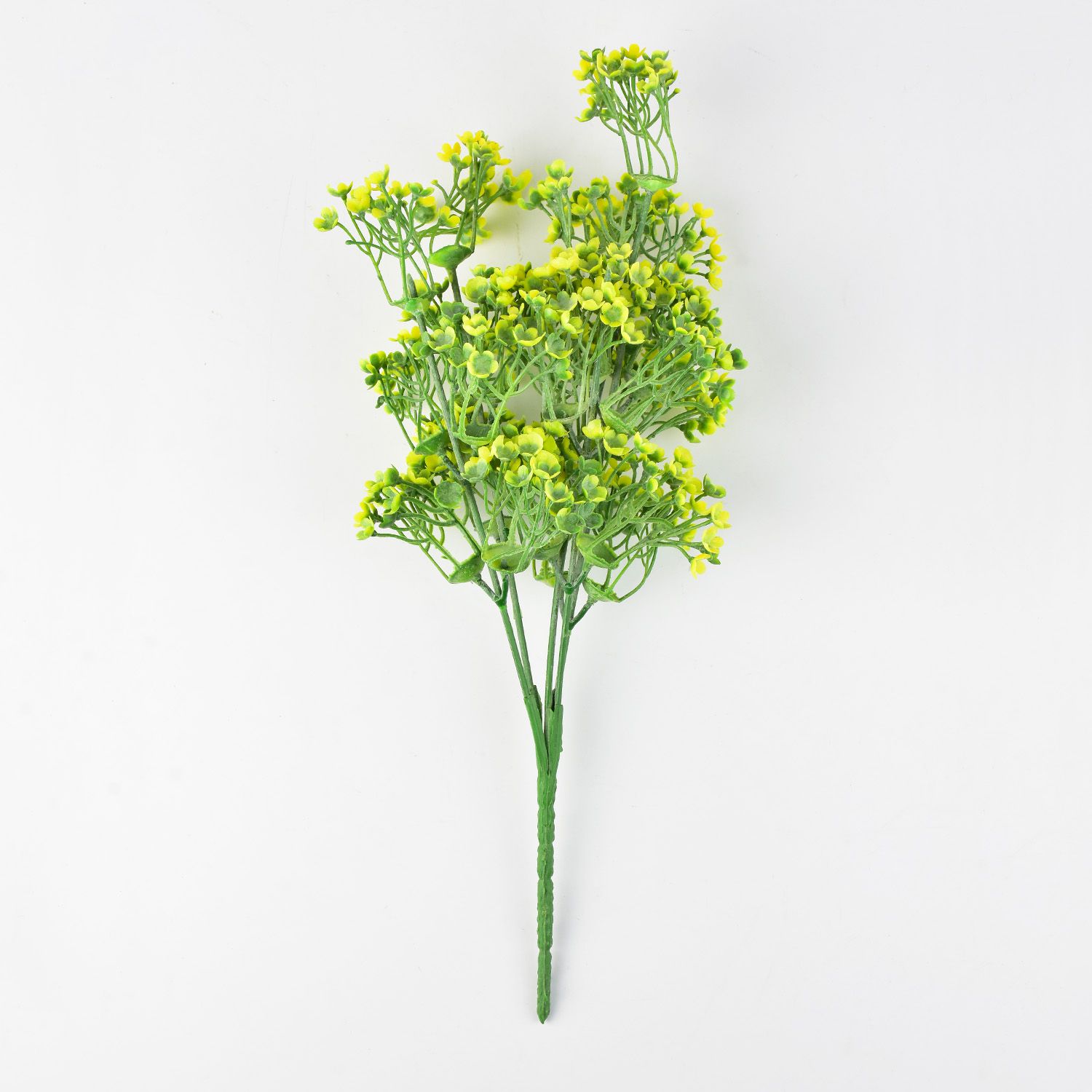 gladíolo verde altura