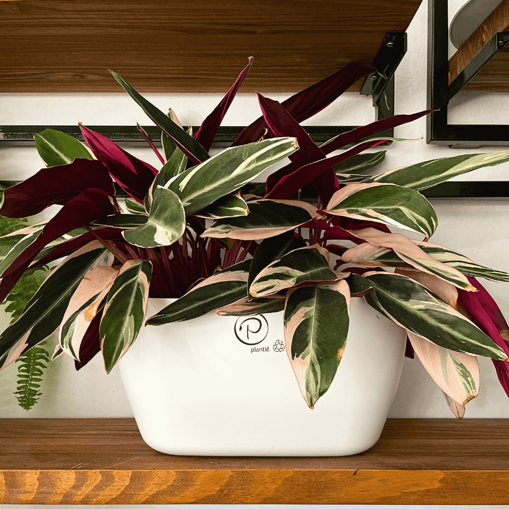 Vaso de plantas para varanda