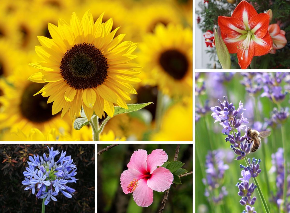 melhores flores para sol intenso e pouca agua