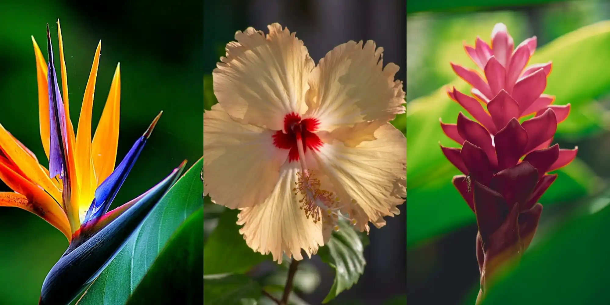 flores de sol intenso