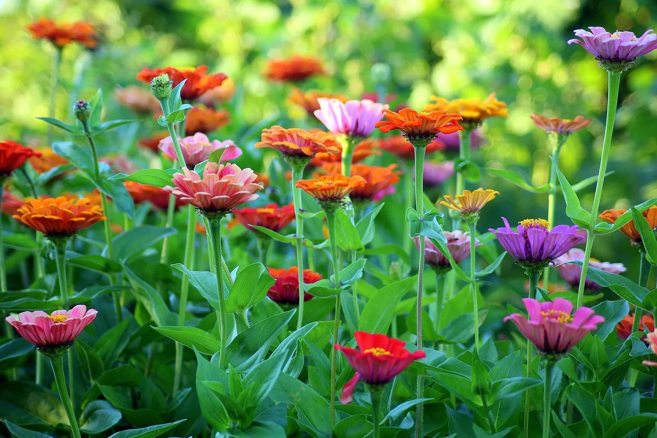 melhores flores para sol intenso e pouca agua