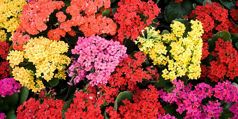 quanto custa plantar flores de sol intenso