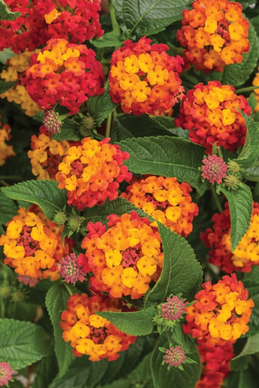 flores de sol intenso