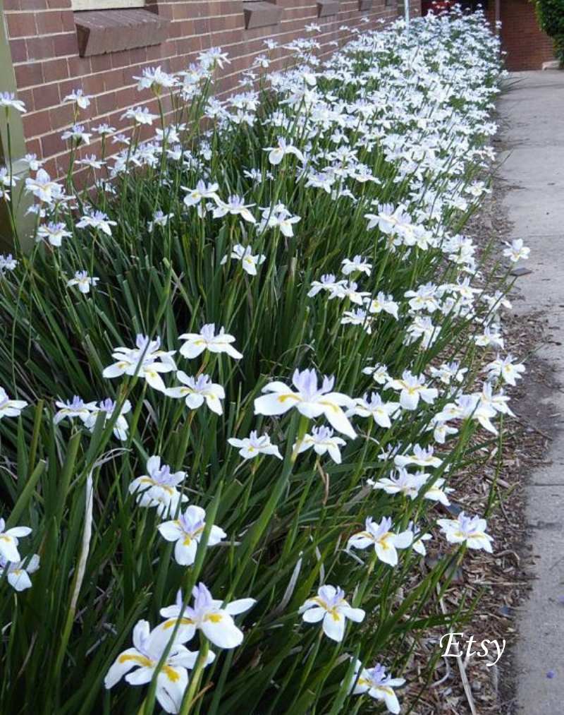 erros comuns ao plantar flores de sol intenso