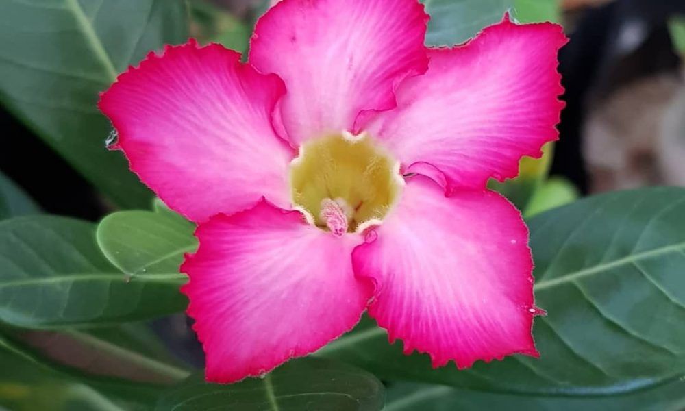 erros comuns ao plantar flores de sol intenso