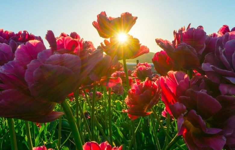 melhores flores para sol intenso e pouca agua