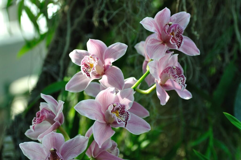 flores para jardim de inverno